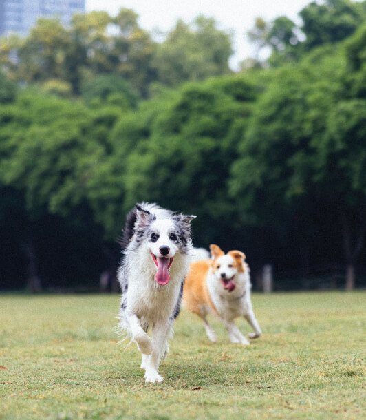 Dog Park